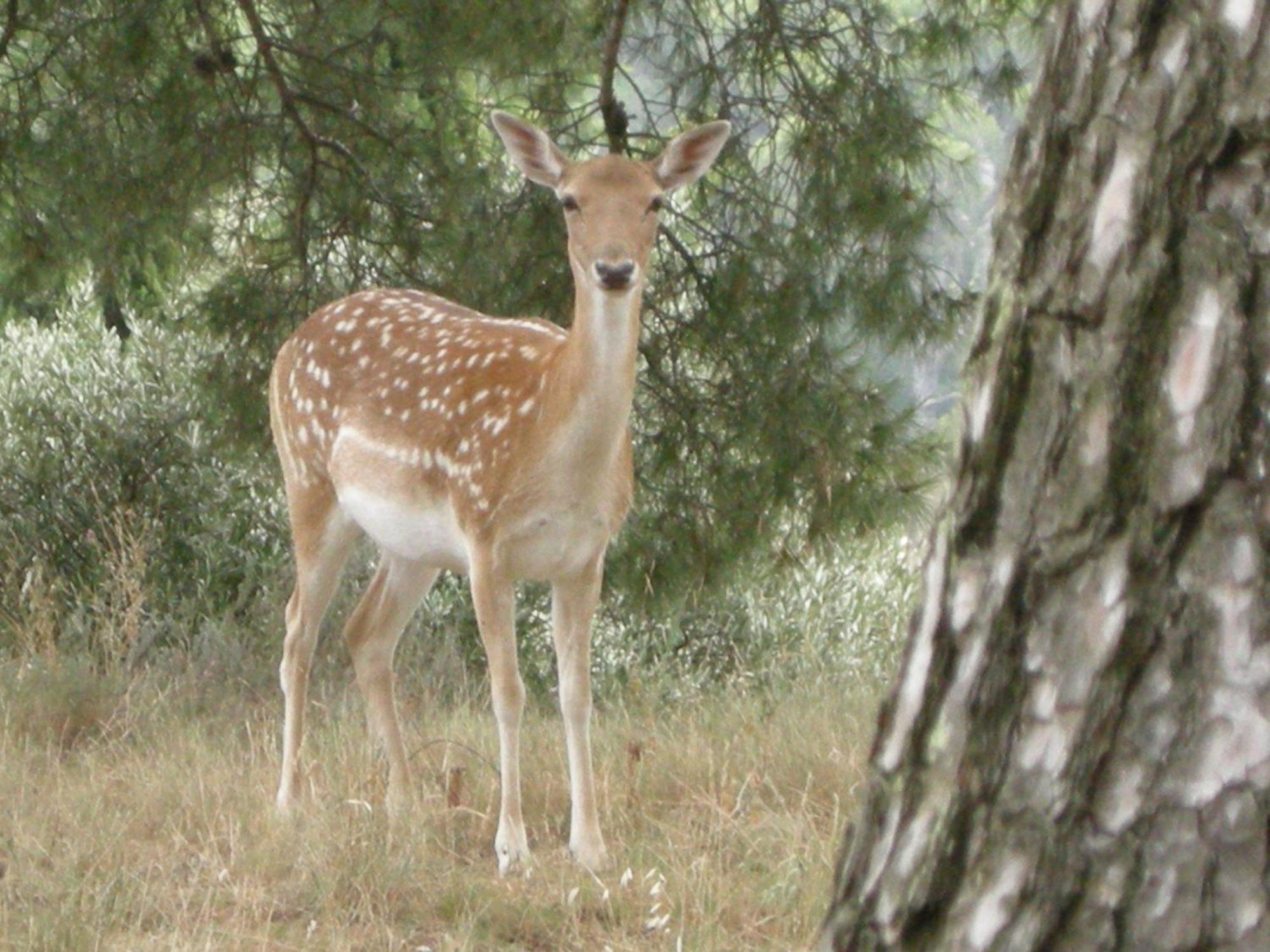 לינה וארוחת בוקר ברבנטנה Le Mazet De La Dame מראה חיצוני תמונה